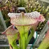 Sarracenia x "Pink Punk"  blurred