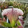 Sarracenia x "Pink Punk"  blurred