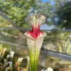 Sarracenia (SL61 x sx101)  blurred