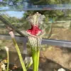 Sarracenia (SL61 x sx101)  blurred