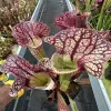 Sarracenia x "Sidewinder" blurred