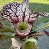 Sarracenia x "Sidewinder" blurred
