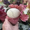 Sarracenia x mitchelliana "Clumpus" blurred