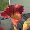 Sarracenia x mitchelliana "Clumpus" blurred