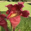 Sarracenia x mitchelliana "Clumpus" blurred