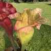 Sarracenia x mitchelliana "Clumpus" blurred