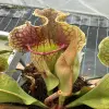 Sarracenia x purpurea ssp. venosa f. heterophylla x OP, giant blurred