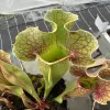 Sarracenia x purpurea ssp. venosa f. heterophylla x OP, giant blurred