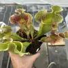 Sarracenia x purpurea ssp. venosa f. heterophylla x OP, giant blurred