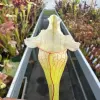 Sarracenia x purpurea hybrid  "Fatso"  blurred
