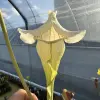 Sarracenia x "Multivitamin" blurred