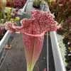Sarracenia x mitchelliana, clone 2 blurred