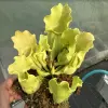 Sarracenia purpurea ssp. venosa var. burkii f. luteola, wide yellowish pitchers blurred