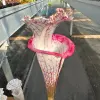 Sarracenia leucophylla "Delicious Lips" blurred