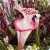 Sarracenia leucophylla "Delicious Lips" blurred