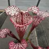 Sarracenia x (leuco Burgundy x Saurus) blurred