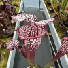 Sarracenia x (leuco Burgundy x Saurus) blurred