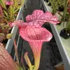 Sarracenia x "Majin Bu" blurred