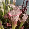 Sarracenia leucophylla "Calen’s Super" blurred
