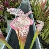 Sarracenia leucophylla "Calen’s Super" blurred