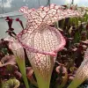 Sarracenia leucophylla "Calen’s Super" blurred