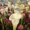 Sarracenia leucophylla var. alba DC  blurred