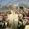 Sarracenia leucophylla, giant stocky blurred