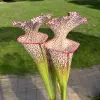 Sarracenia leucophylla, long neck, clone B blurred