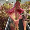 Sarracenia x Basilisk  blurred
