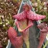 Sarracenia x Basilisk  blurred