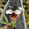 Sarracenia x "White Walker" blurred
