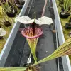 Sarracenia x "White Walker" blurred