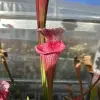 Sarracenia leucophylla "Ruby Joyce' x var.alba (no. 14) blurred