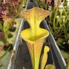 Sarracenia x Ananas blurred