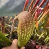 Sarracenia minor var. Okefenokeensis blurred