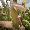 Sarracenia minor var. Okefenokeensis blurred