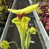 Sarracenia flava var. rugelii, 'Bob Hanrahan' blurred