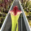 Sarracenia x "Pennywise" blurred