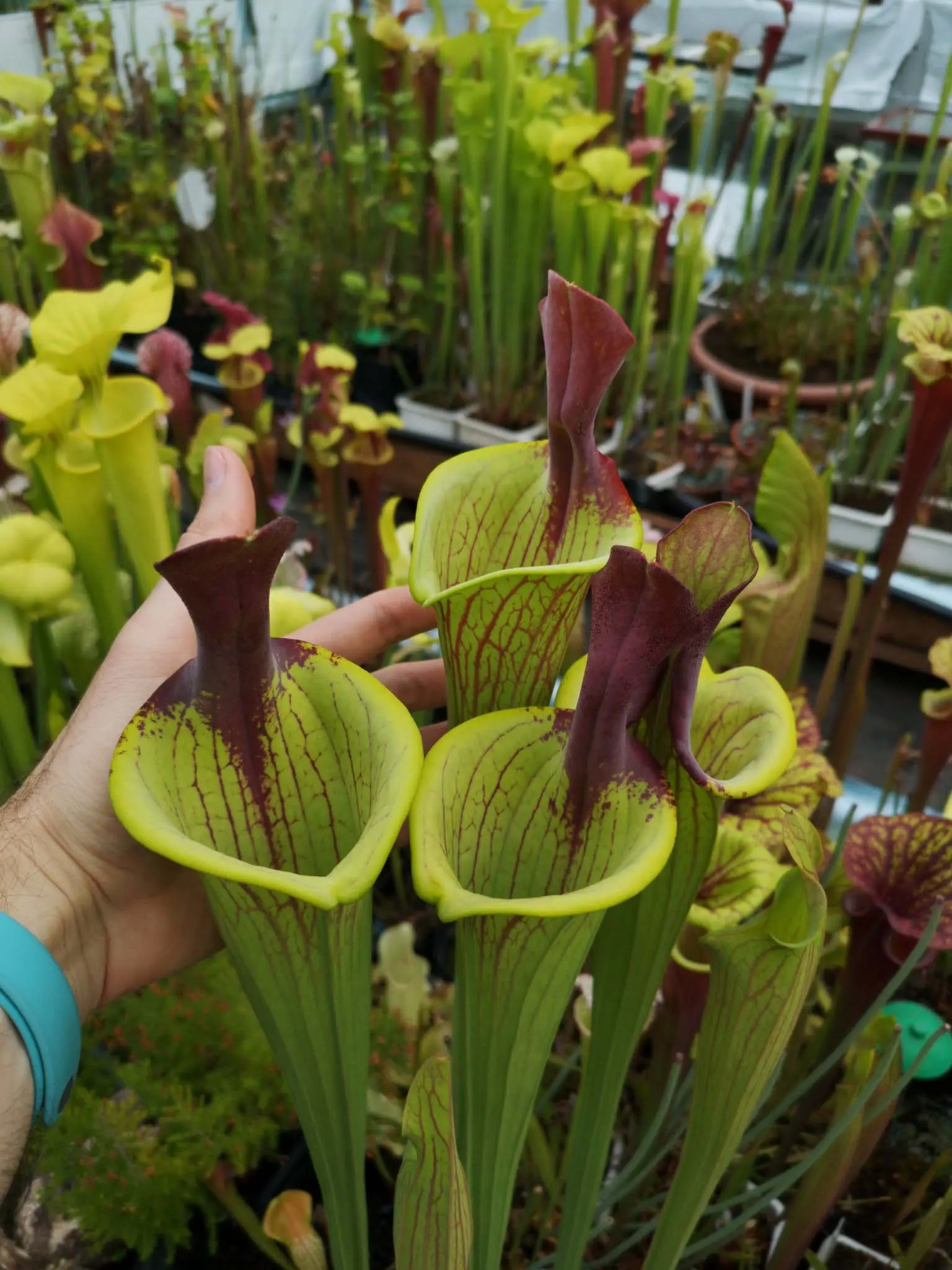 S. flava var. ornata, giant lidless