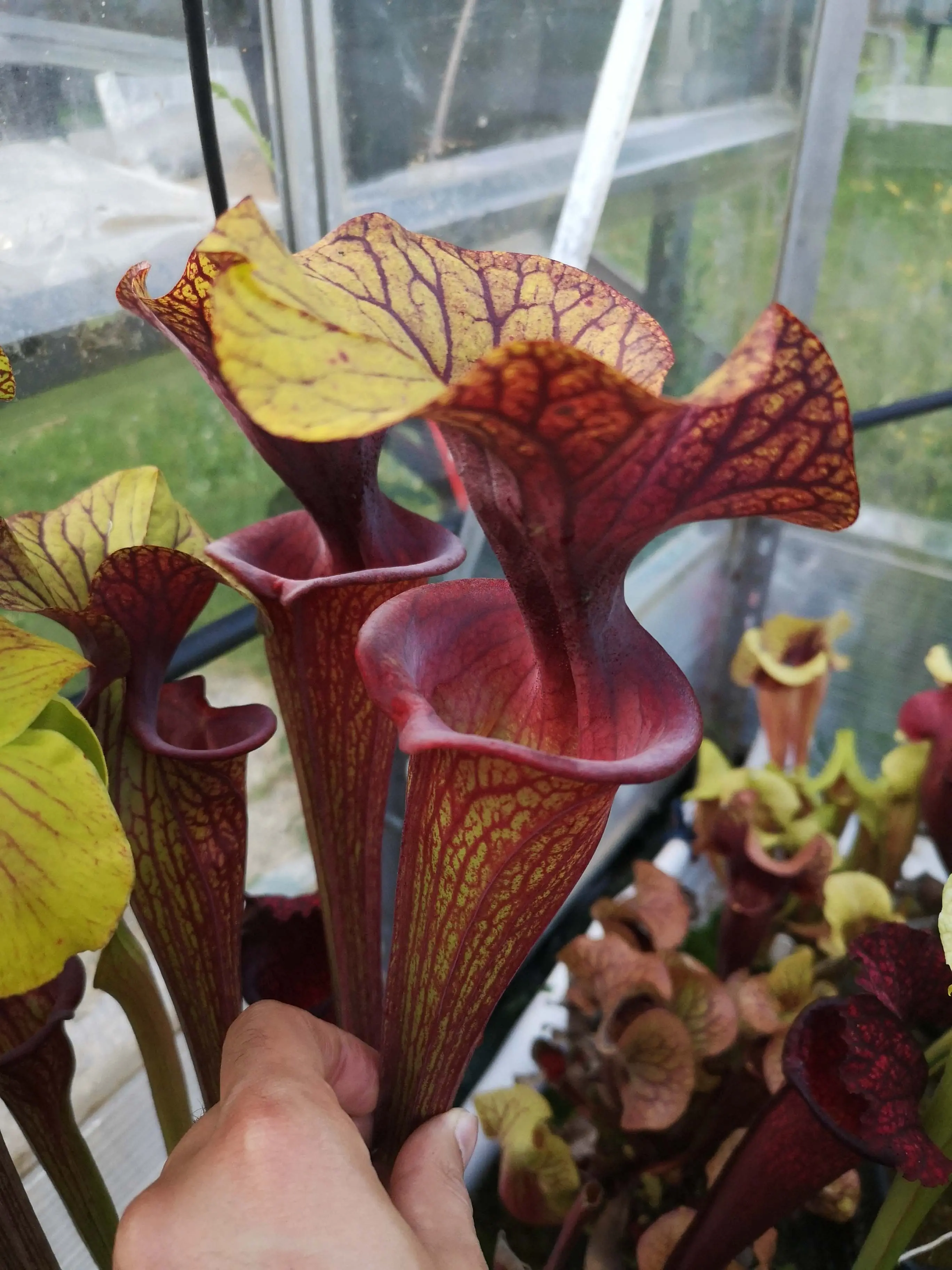 S. flava var. ornata, solid red throat with diffused veins around neck