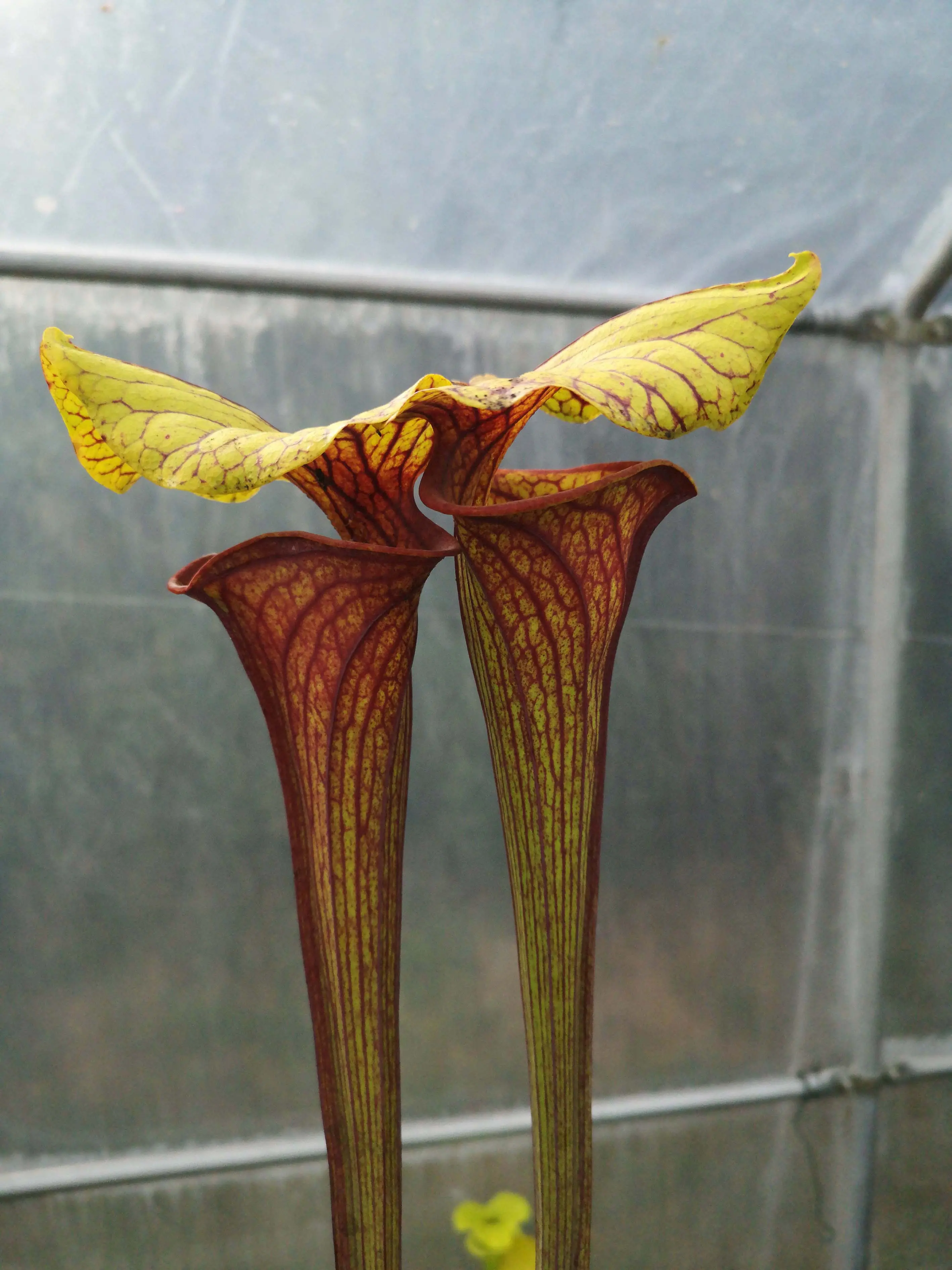 S. flava var. ornata, dipping lid