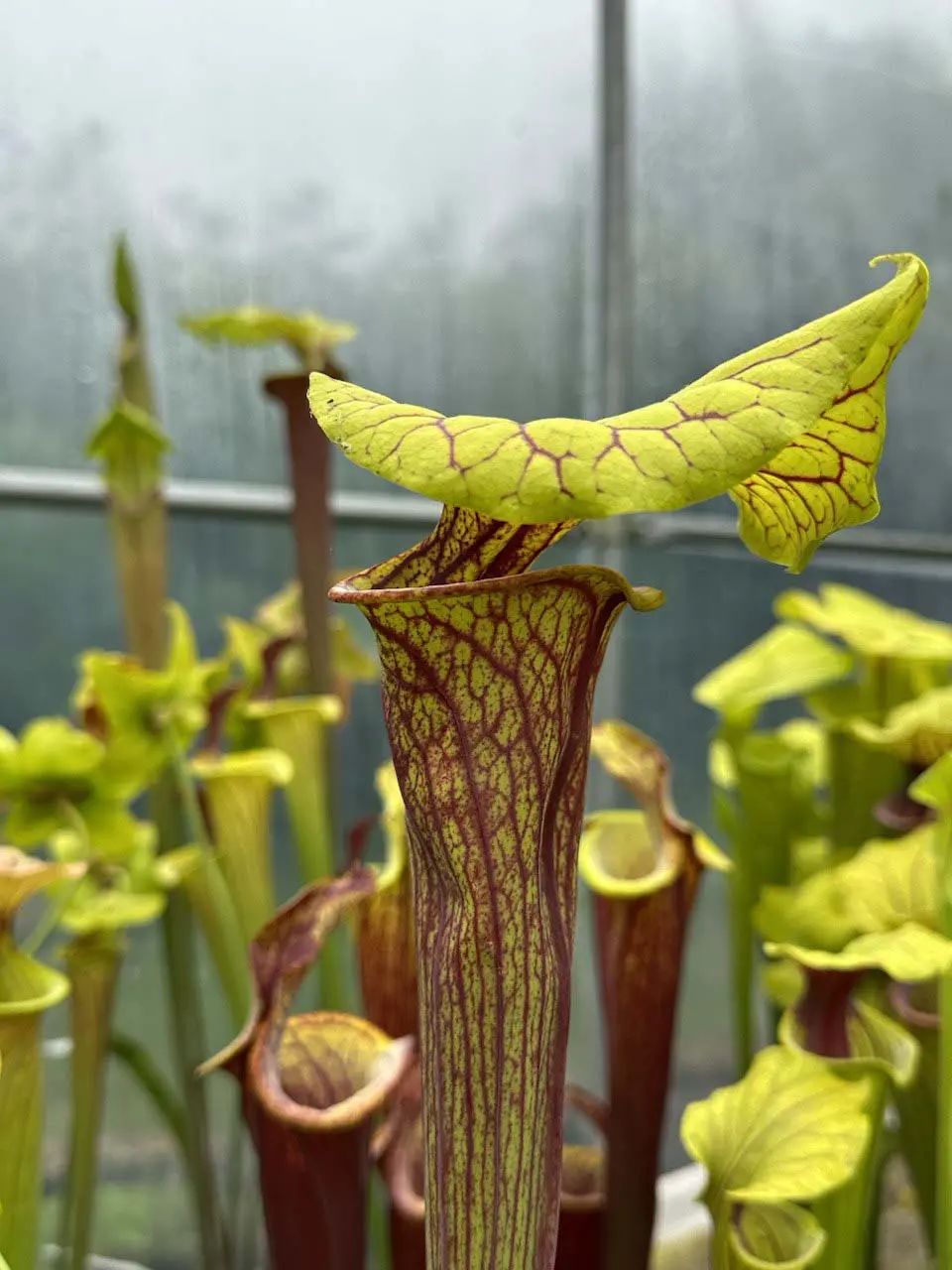 S. flava var. ornata