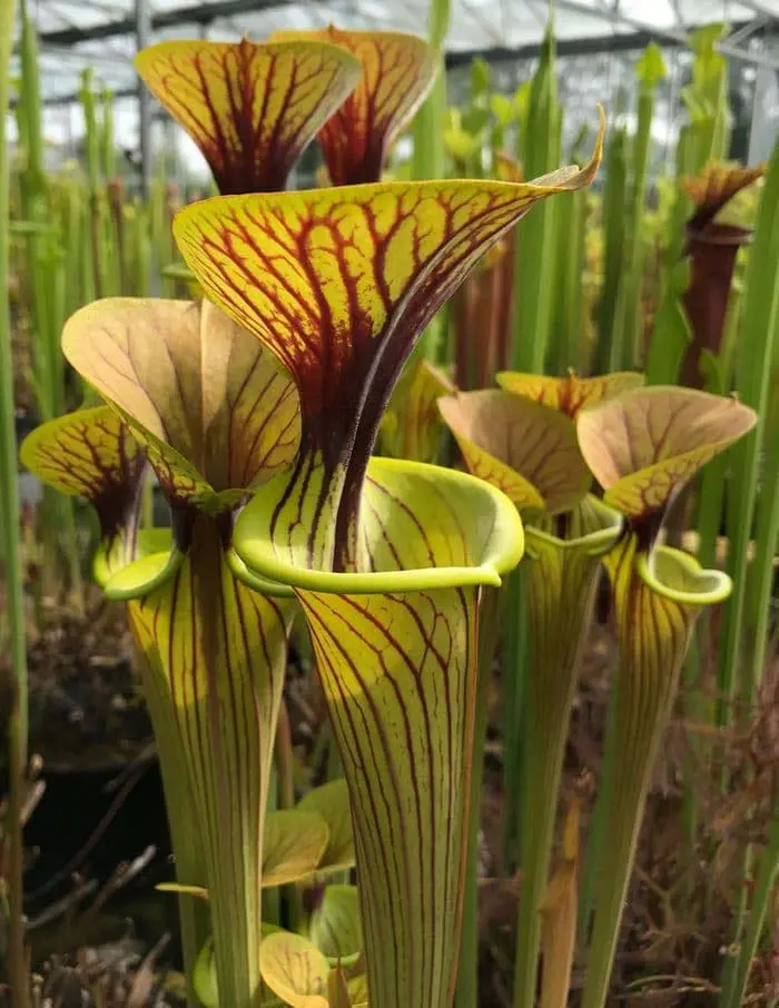 S. flava var. ornata, pencil veining