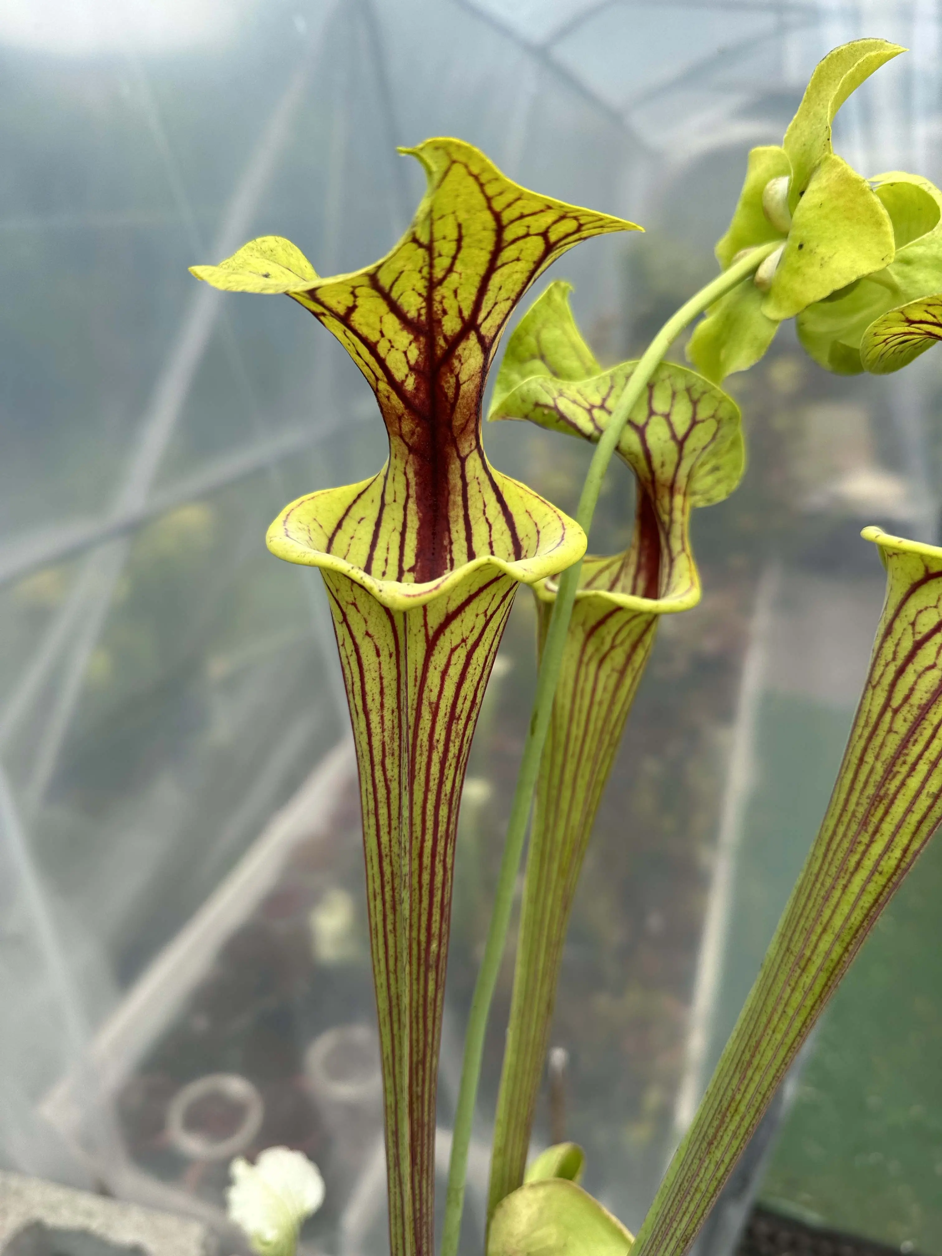 S. flava var. ornata, "Marshall Clone"