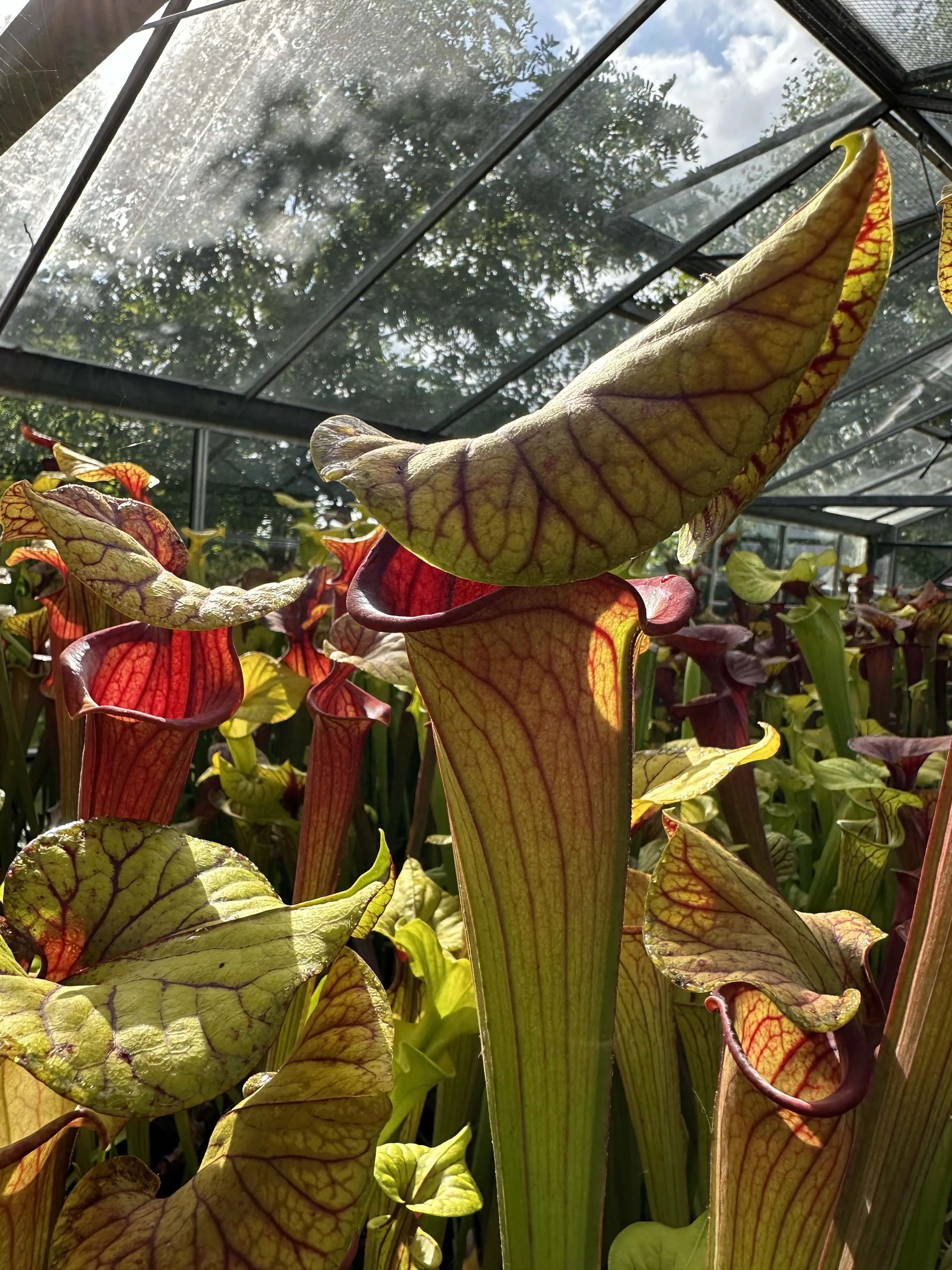 S. flava "Super extreme red throat"