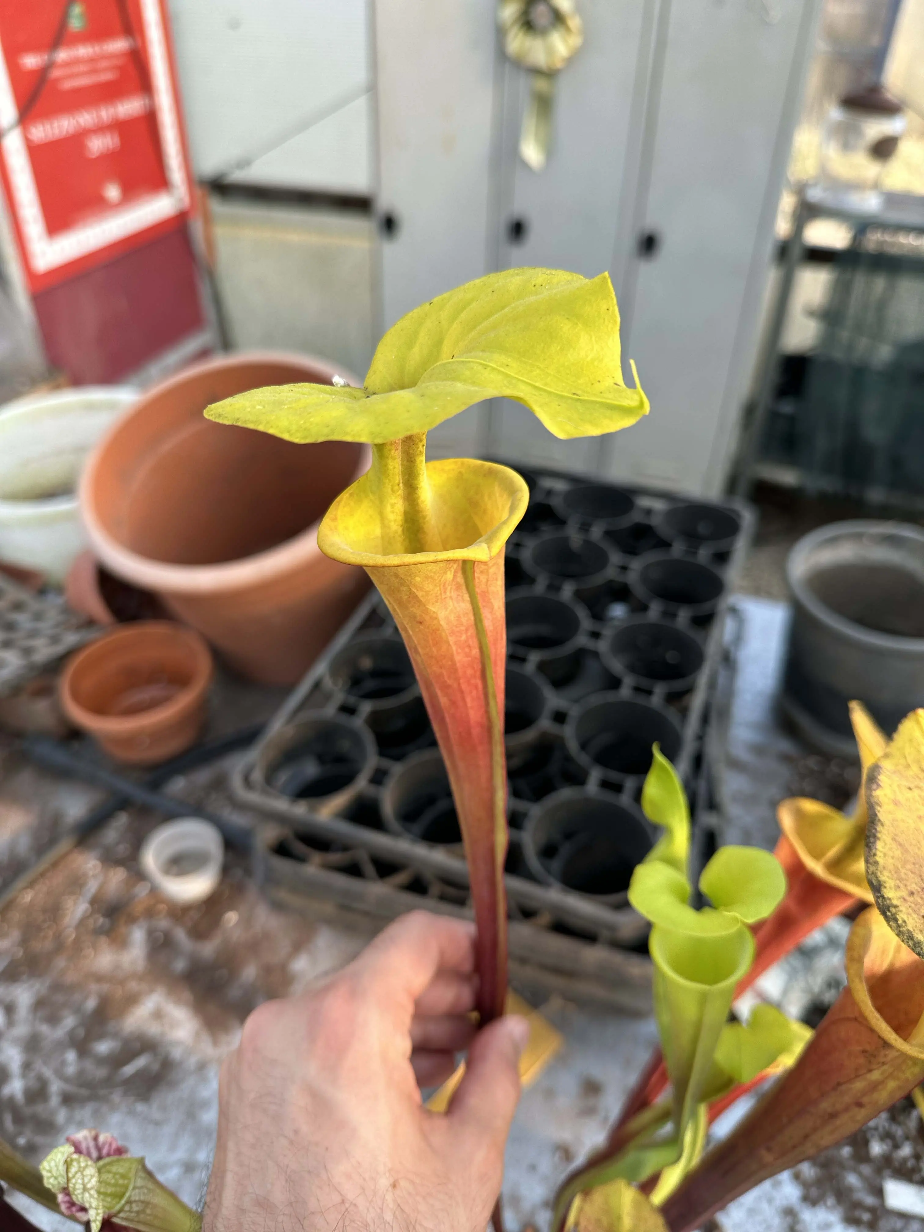 S. flava "Orangina glow"