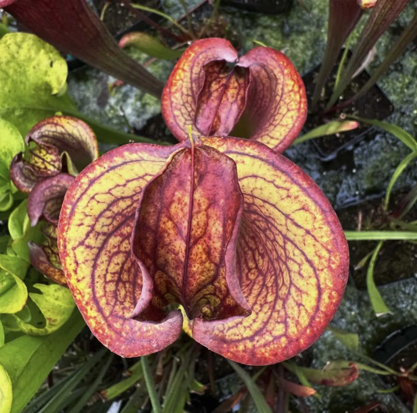 S. flava var. atropurpurea lidless "Fire Tornado"