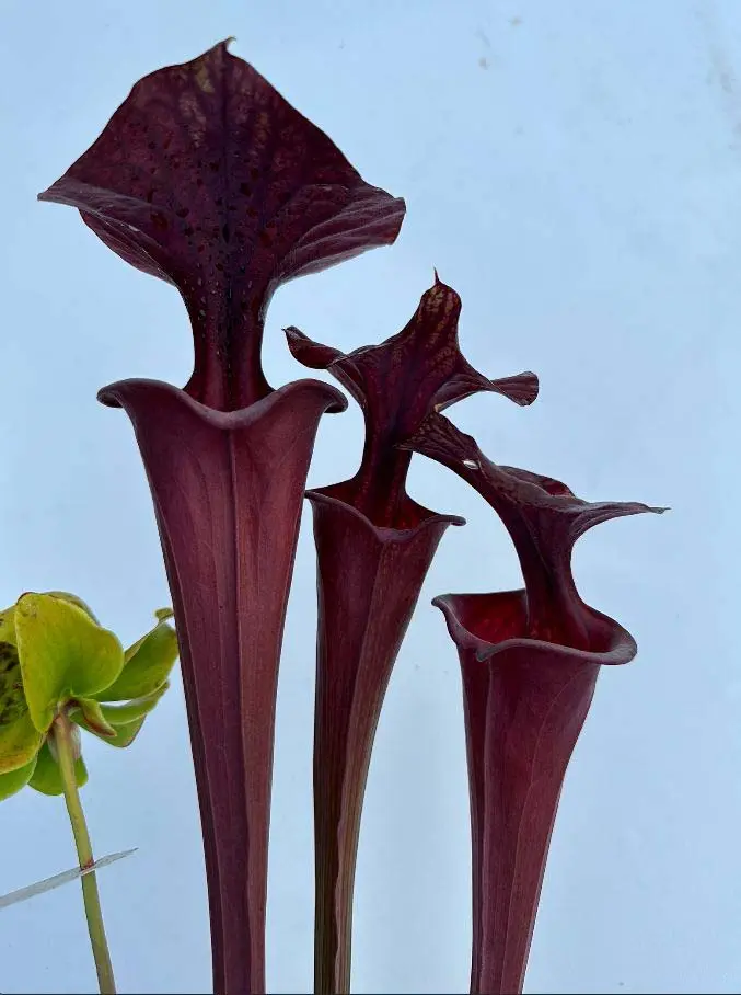 S. flava var. atropurpurea, "2AT" 