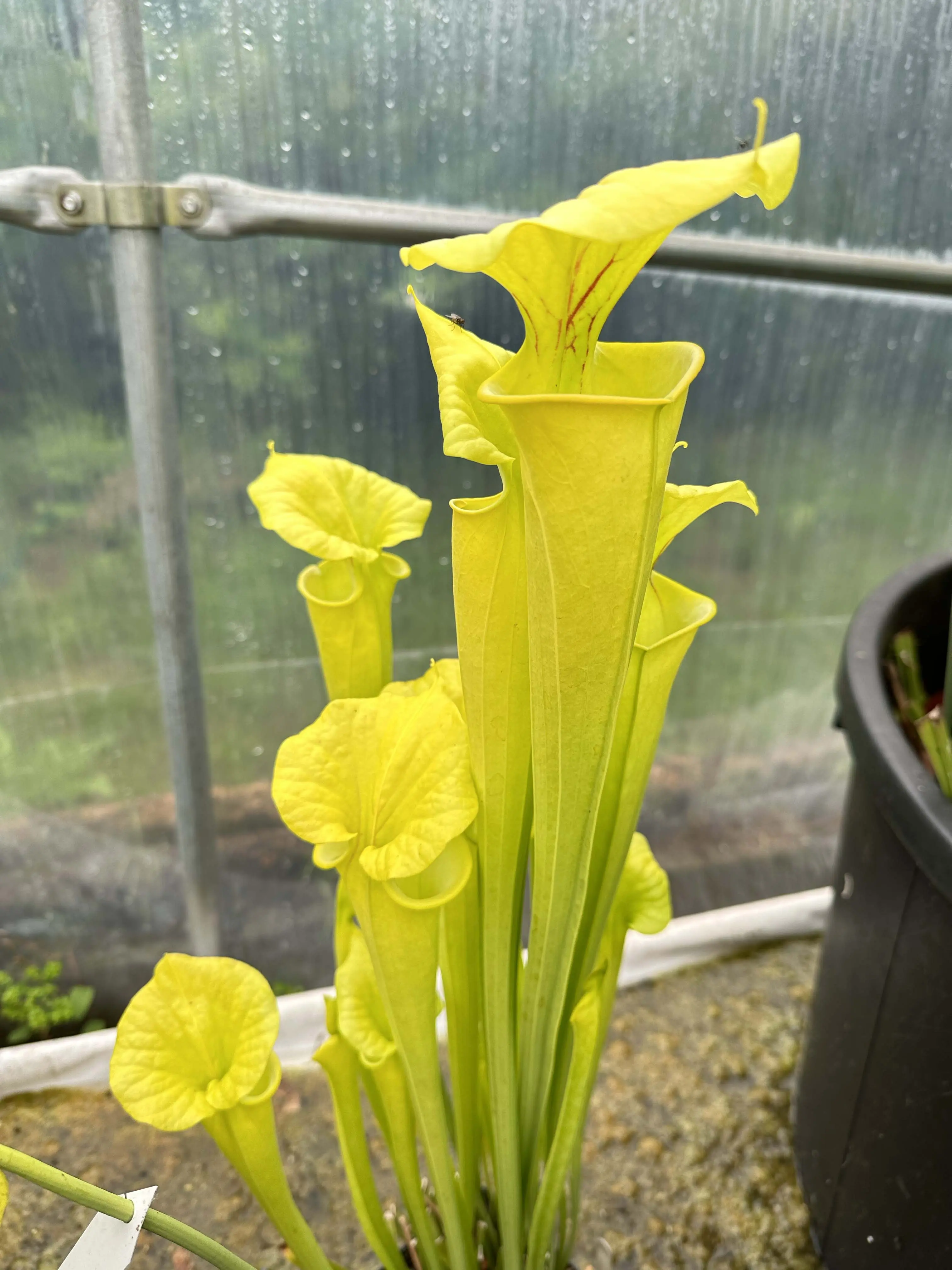 S. flava var. flava "Goldie"