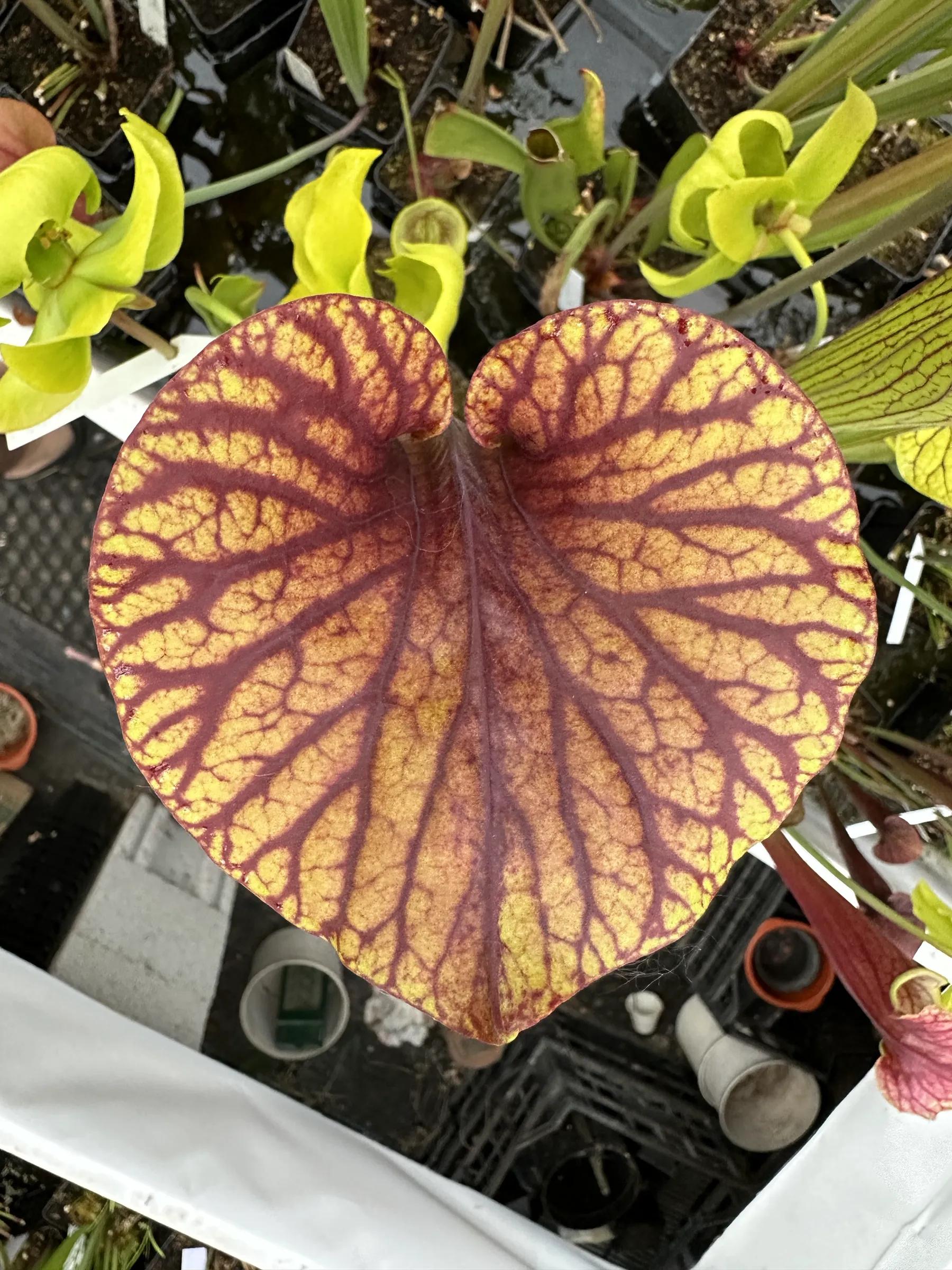 S. flava var. atropurpurea, "2AT" 